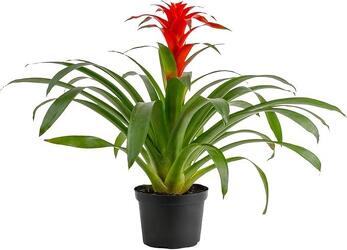 Bromeliad  from Designs by Dennis, florist in Kingfisher, OK