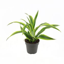 Dracaena from Designs by Dennis, florist in Kingfisher, OK