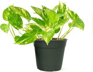 Pothos Ivy from Designs by Dennis, florist in Kingfisher, OK