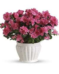 Blooming Azalea from Designs by Dennis, florist in Kingfisher, OK