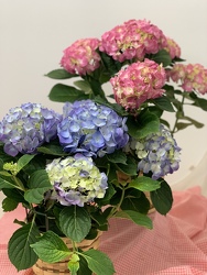 The Beautiful Hydrangea Plant
