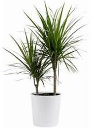 Marginata Palm from Designs by Dennis, florist in Kingfisher, OK