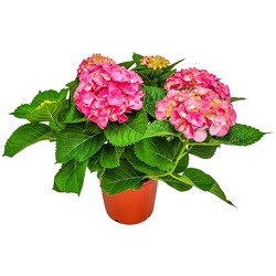 The Beautiful Hydrangea Plant from Designs by Dennis, florist in Kingfisher, OK